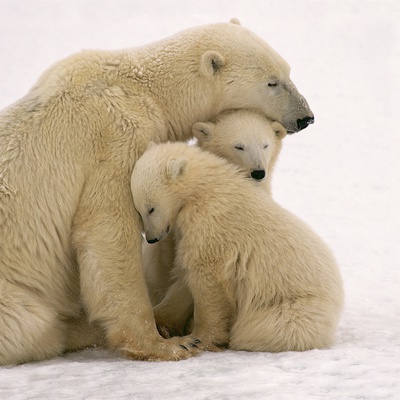 Buy Polar Bear Mother and Cubs Cuddling at AllPosters.com