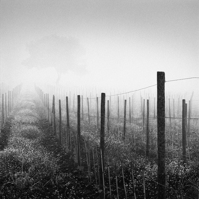 Buy Vineyard at Dawn at AllPosters.com