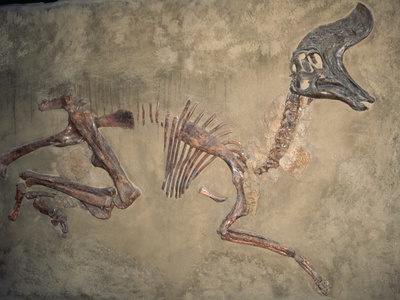 Buy Cretaceous Lambeosaurus Dinosaur Fossil at AllPosters.com