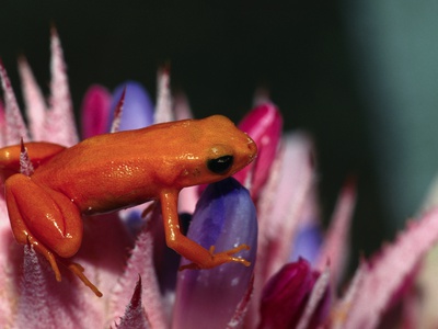 Buy Mantella aurantiaca at AllPosters.com