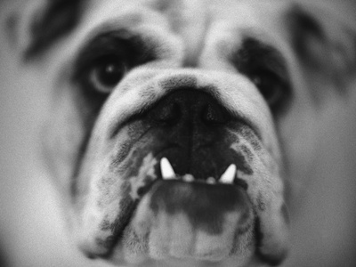 Face of a Bulldog