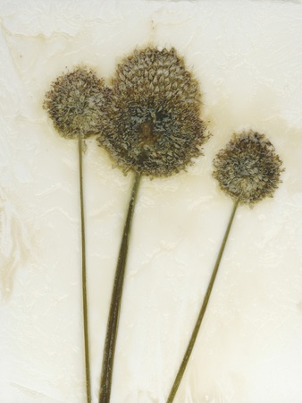 Allium II