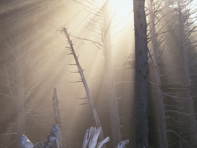 Sunlight Illuminating Fog in Barren Forest