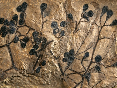 Buy Fossil of Basswood Stems and Berries at AllPosters.com