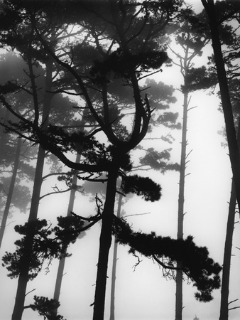 Buy Pines in Fog at AllPosters.com