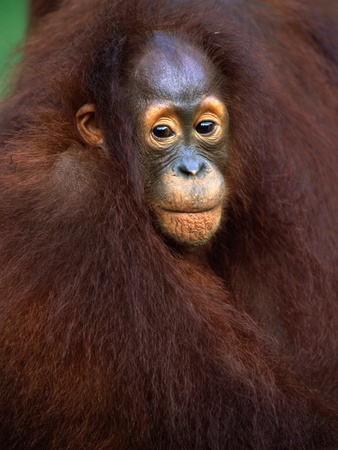 Young Orangutan in Mother