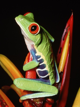 Buy Red-Eyed Leaf Frog at AllPosters.com