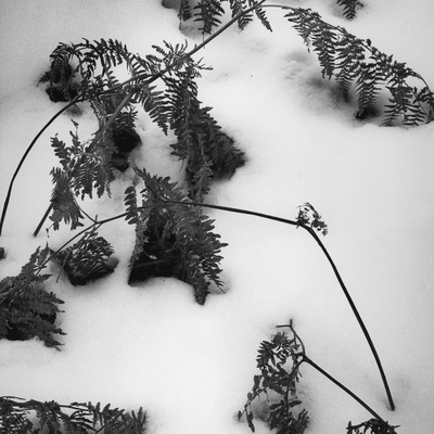 Buy Ferns in Snow, 1974 at AllPosters.com