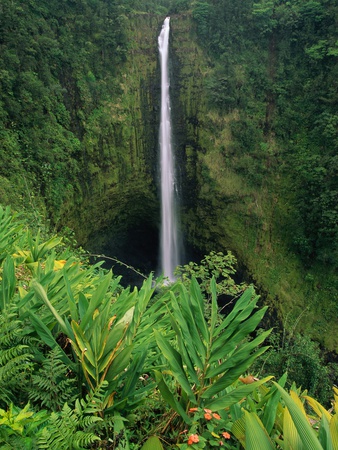 Akaka Falls Poster