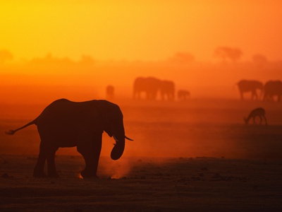 Buy Elephant Herd Silhouetted Against Orange Sky at AllPosters.com