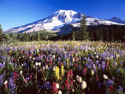 Buy Wildflower Meadow and Mount Rainier at AllPosters.com