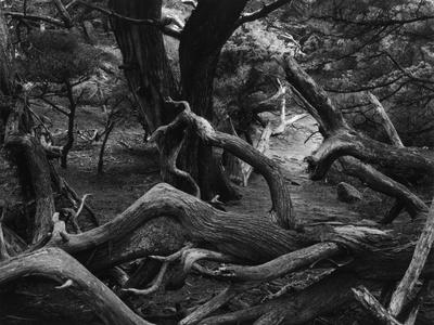 Buy Trees and Logs at Point Lobos at AllPosters.com