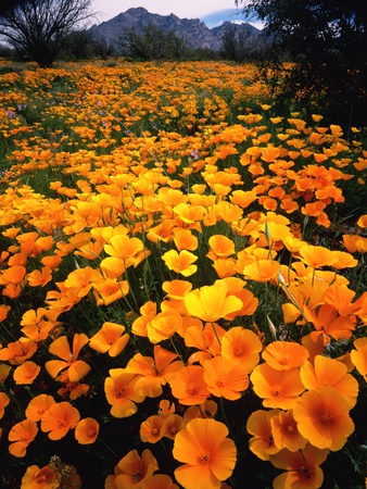 Buy Meadow Carpeted with California Poppies at AllPosters.com