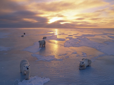 Buy Polar Bears on Ice Pack at Sunset at AllPosters.com
