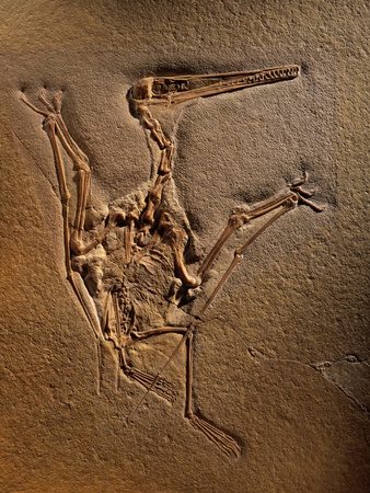 Pterodactylus Kochi Fossil