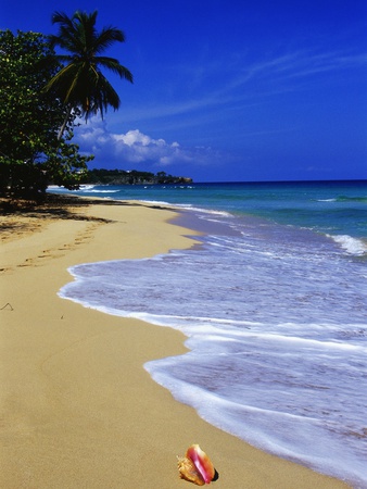 Conch Shell on Playa Grande Beach Poster