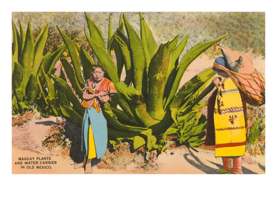 Maguey Plants and Tequila Maker, Mexico