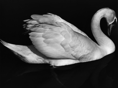 Buy Swan, Europe, 1972 at AllPosters.com