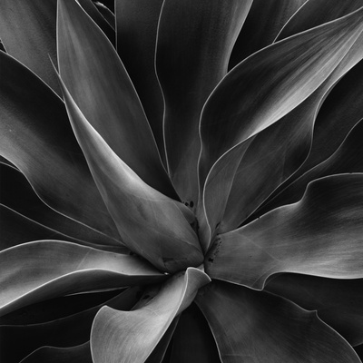 Century Plant