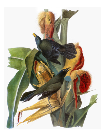 Audubon: Grackle