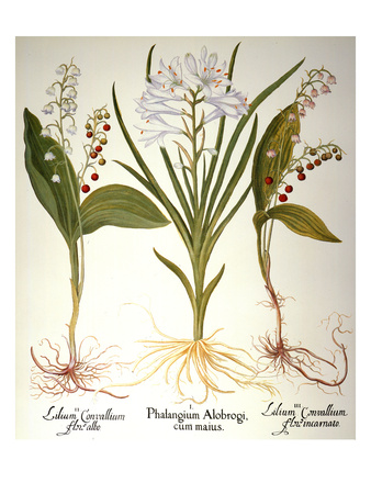 Buy Lily-Of-The-Valley at AllPosters.com