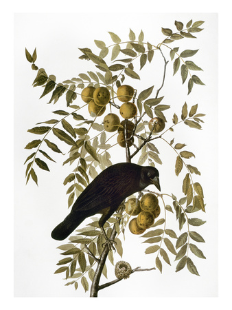 Audubon: Crow