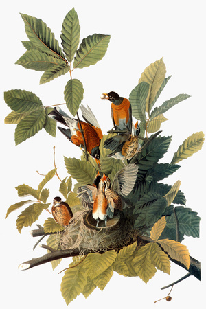 Audubon: Robin