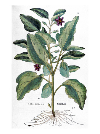 Eggplant, 1735