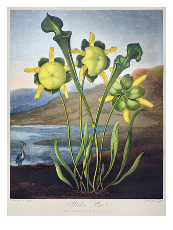 Thornton: Pitcher Plant