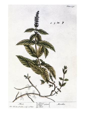 Mint Plant, 1735