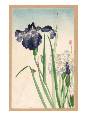 Japanese Irises
