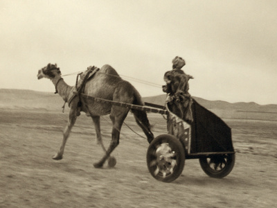 Syria: Camel Race, C1938