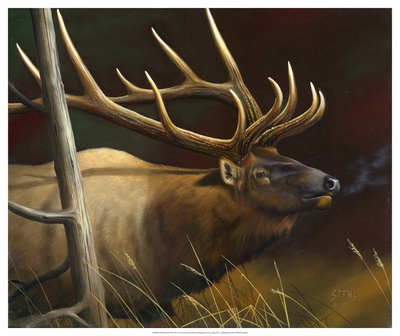 Buy Elk Portrait II at AllPosters.com