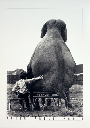 My Pal the Elephant