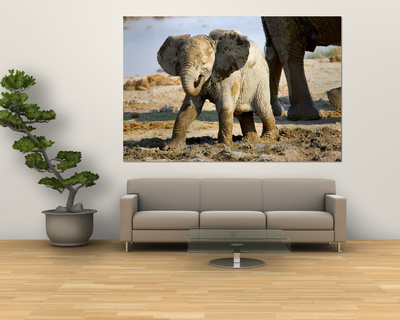 Baby African Elephant in Mud, Namibia