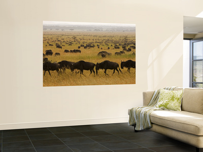 Western White-Bearded Wildebeest Herd, Grumeti