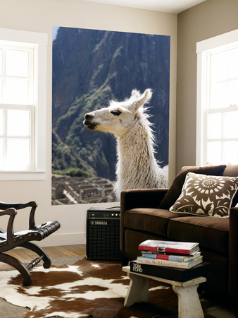 Buy Llama (Lama Glama) at AllPosters.com