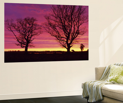 Oak Trees, Sunset, Sweden