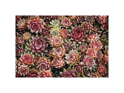 Buy Succulents at AllPosters.com