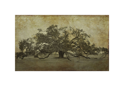 Buy Sugarmill Oak, Louisiana at AllPosters.com