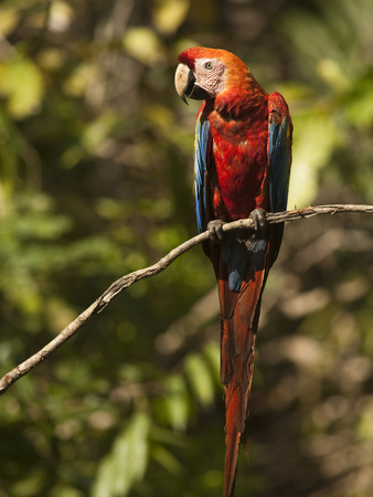 Scarlet Macaw, Cocaya River, Eastern Amazon Rain Forest, Peru