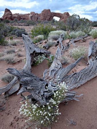 Roseata Gilia (Gilia Roseata) and South Window, Arches National Park, Utah, USA