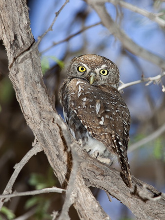 Pearl Spotted Owlet (Glaucidium Perlatum), Kgalagadi Transfrontier Park, South Africa, Africa