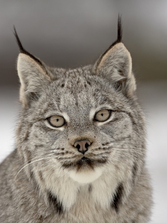 Canadian Lynx (Lynx Canadensis) in Snow in Captivity, Near Bozeman, Montana