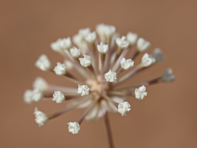 Stevia Dusty-Maiden (Chaenactis Stevioides) Starting to Bloom, Arches National Park, Utah