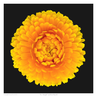 Pot - Marigold