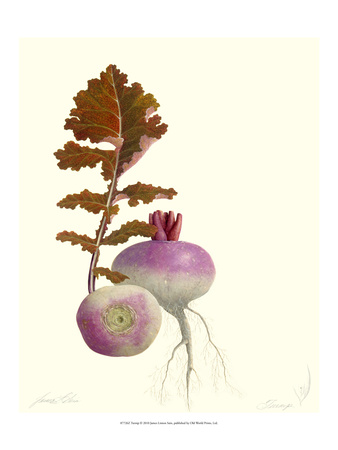 Turnip