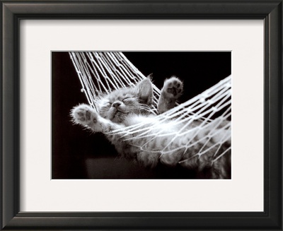 Buy Cat Nap II at AllPosters.com