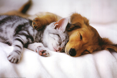 Cuddles (Sleeping Puppy and Kitten) Art Poster Print
