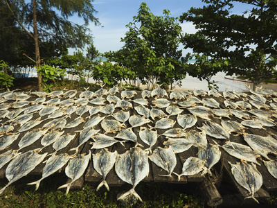 Fish Drying in the Sun at This South Coast Fishing Bay and Resort, Weligama, Near Matara, Southern 